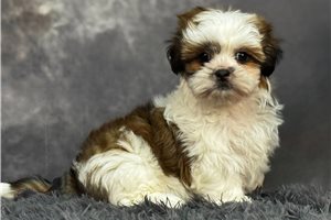 Jill - Shih Tzu for sale