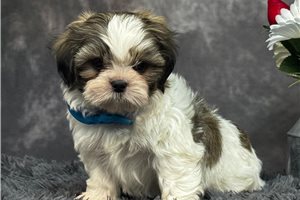 Jace - puppy for sale