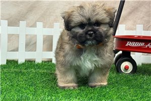 Eduardo - Shihpom for sale
