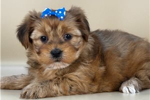 Miriam - Shorkie for sale