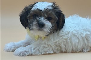 DeeDee - Shorkie for sale