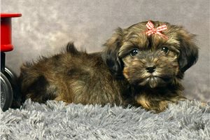 Katie - Shorkie for sale