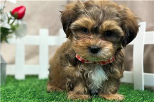 Finley - Shorkie for sale