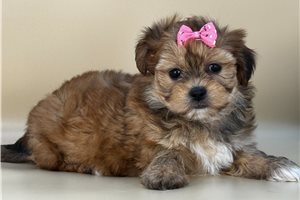Mary - puppy for sale