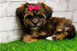 Kacey - Shorkie for sale