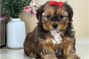 Morgan - puppy for sale