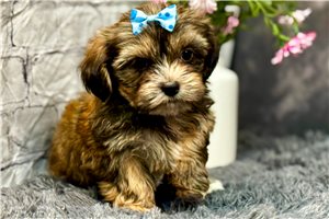 Kora - Shorkie for sale