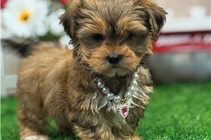 Fauna - Shorkie for sale