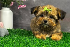 Kylie - Shorkie for sale
