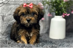 Krissy - Shorkie for sale