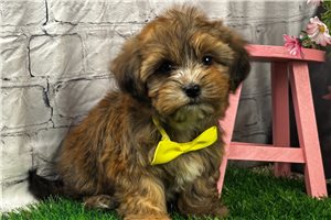 Kaiden - Shorkie for sale