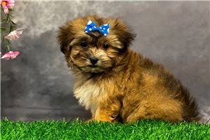 Kandi - Shorkie for sale
