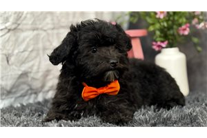 Casper - Yorkiepoo - Yorkie Poo for sale