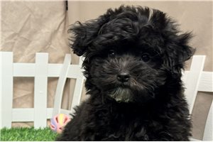 Casper - Yorkiepoo - Yorkie Poo for sale