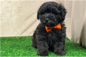 Oliver - puppy for sale