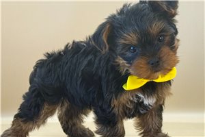 Nick - Yorkshire Terrier - Yorkie for sale