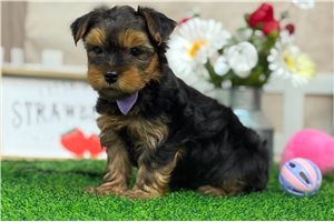 Louie - Yorkshire Terrier - Yorkie for sale