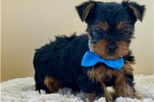Nemo - Yorkshire Terrier - Yorkie for sale