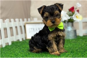 Dewey - Yorkshire Terrier - Yorkie for sale