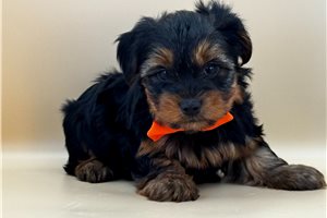 Nathaniel - Yorkshire Terrier - Yorkie for sale