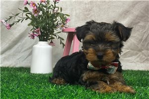 Huey - Yorkshire Terrier - Yorkie for sale