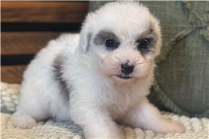 Dixie - puppy for sale
