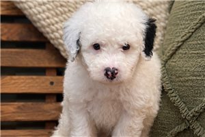 Johnny - Sheepadoodle for sale