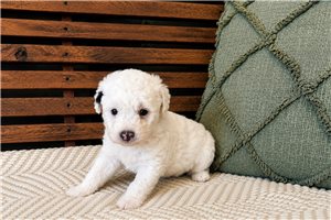 Johnny - puppy for sale