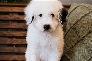 Johnny - Sheepadoodle for sale