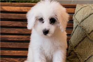 Dixie - Sheepadoodle for sale