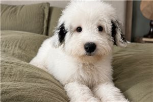 Johnny - Sheepadoodle for sale