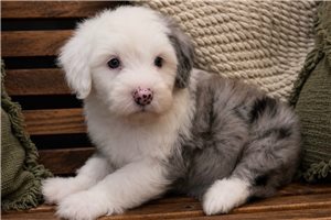 Dunn - Sheepadoodle for sale