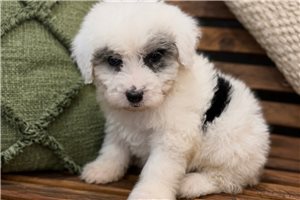 Dixie - Sheepadoodle for sale
