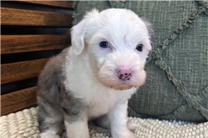 Dunn - puppy for sale