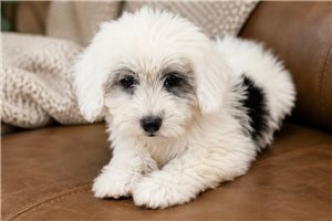 Dixie - Sheepadoodle for sale