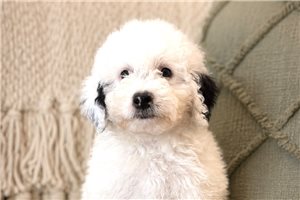 Johnny - Sheepadoodle for sale