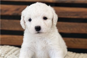 Gracelynn - Shepadoodle for sale