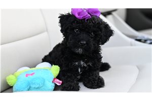 Brooke - Yorkiepoo - Yorkie Poo for sale