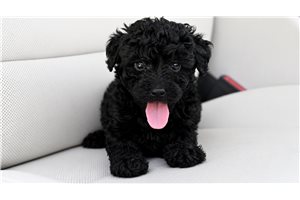 Bastian - Yorkiepoo - Yorkie Poo for sale