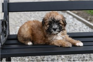Ward - Yorkiepoo - Yorkie Poo for sale