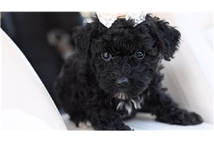 Brooke - puppy for sale