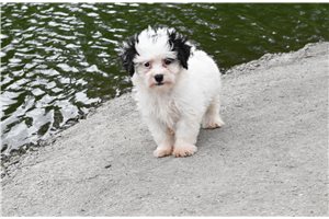 Rod - Yorkiepoo - Yorkie Poo for sale