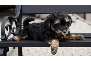 Johnny - Yorkiepoo - Yorkie Poo for sale