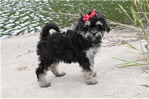 Becky - Yorkiepoo - Yorkie Poo for sale