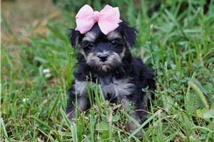 Becky - puppy for sale