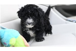 Blaine - Yorkiepoo - Yorkie Poo for sale