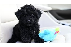Bastian - Yorkiepoo - Yorkie Poo for sale