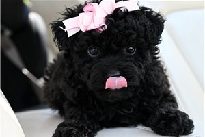 Breslin - puppy for sale