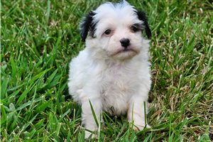 Rod - puppy for sale
