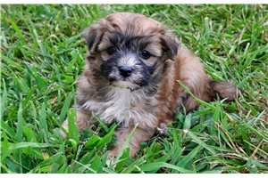 Ward - Yorkiepoo - Yorkie Poo for sale